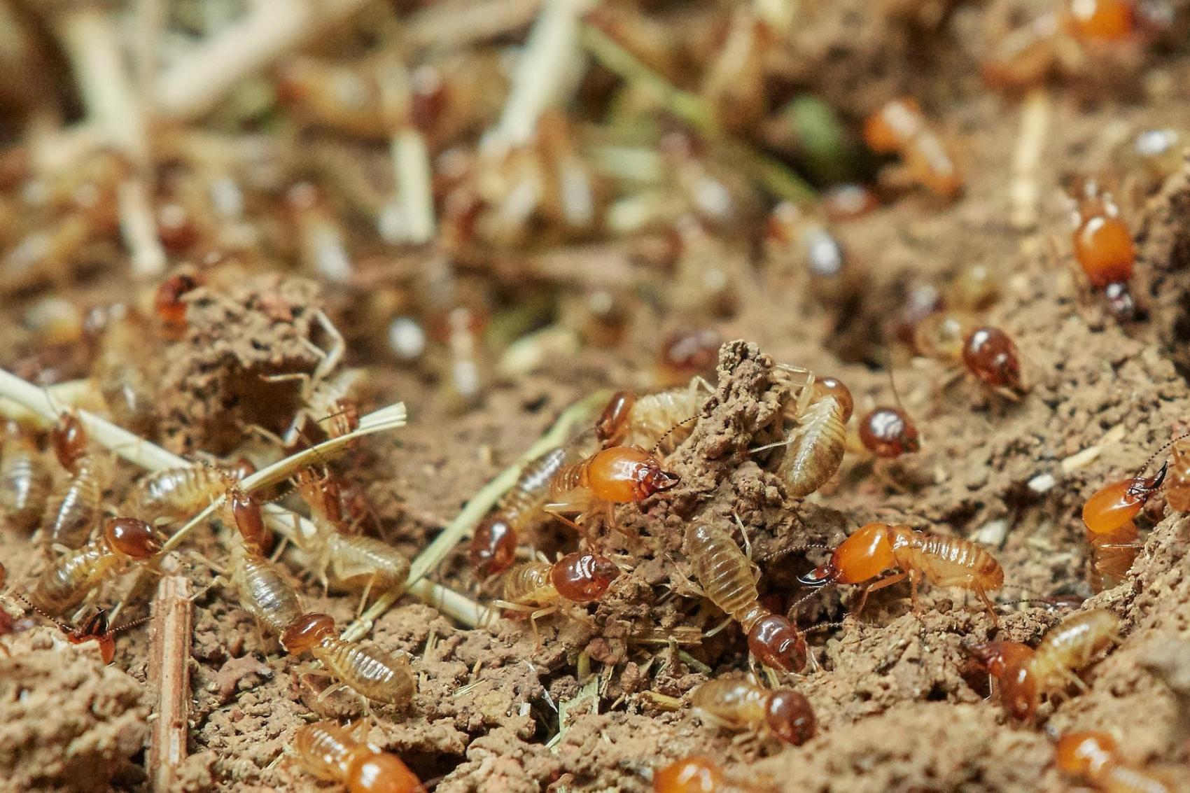 Diagnostic termites à Blanzac-lÃ¨s-Matha en Charente Maritime